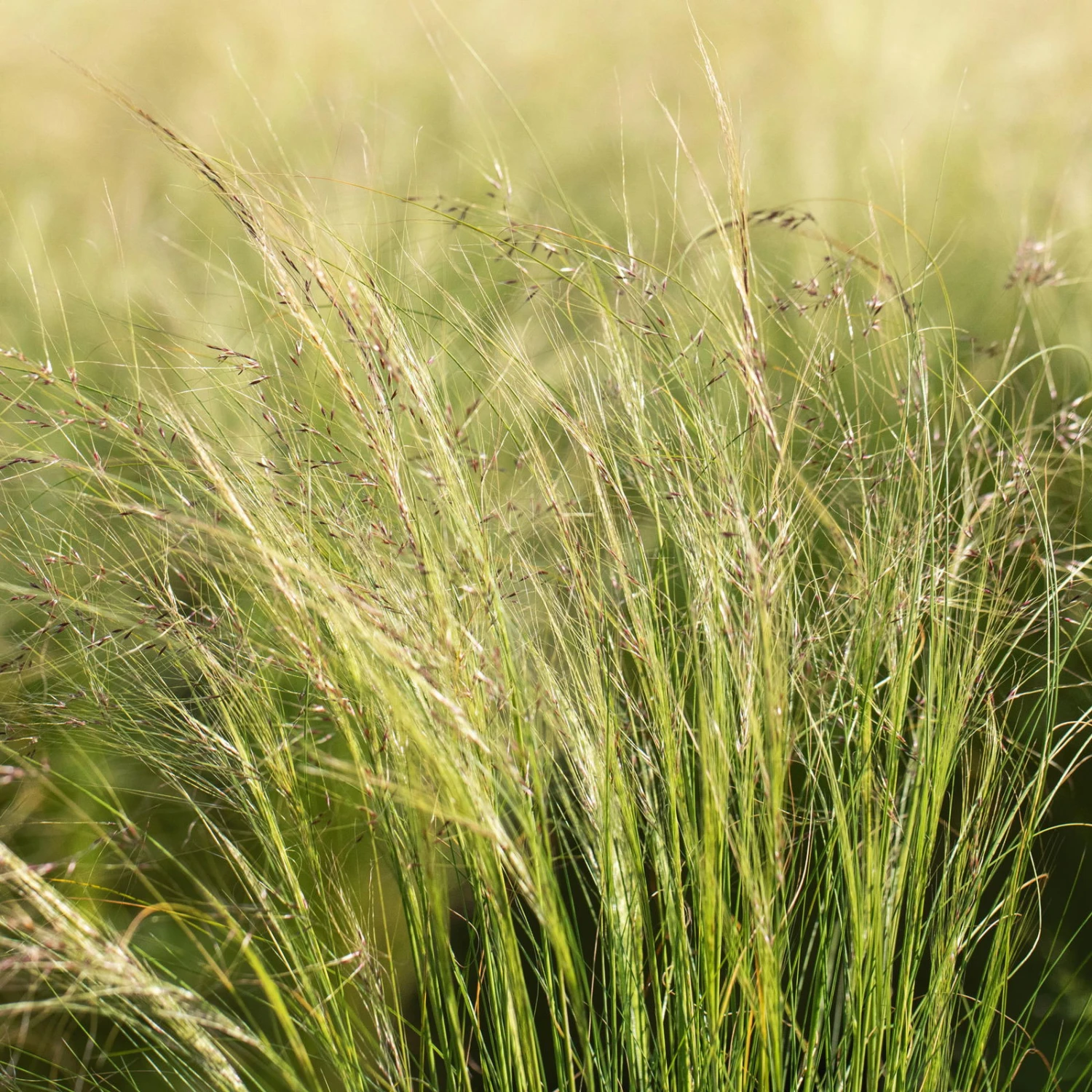 Bio Federgras, Topf-Ø 12 Cm, 3er-Set 8 Bio Federgras, Topf-Ø 12 Cm, 3er-Set – Bild 6