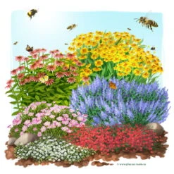 Insektenfreundliches Stauden Set, 18 Pflanzen Für 3 M², Bunt