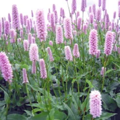 Ausgewählte Produkte 1 Bio Schlangen-Knöterich 'Superba' Rosa, Topf-Ø 11 Cm, 3er-Set