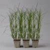 Bio Palmwedel-Segge Rotbraun, Topf-Ø 11 Cm, 3er-Set 2 Bio Palmwedel-Segge Rotbraun, Topf-Ø 11 Cm, 3er-Set -Günstiges Saat Zeit Geschäft 0319100543 carex muskingumensis1 125706