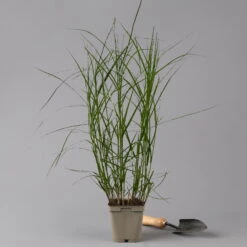 Bio Palmwedel-Segge Rotbraun, Topf-Ø 11 Cm, 3er-Set -Günstiges Saat Zeit Geschäft 0319100543 carex muskingumensis 125705