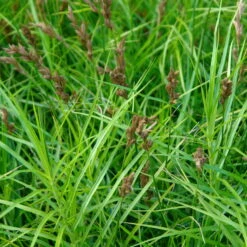 Bio Palmwedel-Segge Rotbraun, Topf-Ø 11 Cm, 3er-Set -Günstiges Saat Zeit Geschäft 0319100543 Carex muskingumensis beschnitten 120384