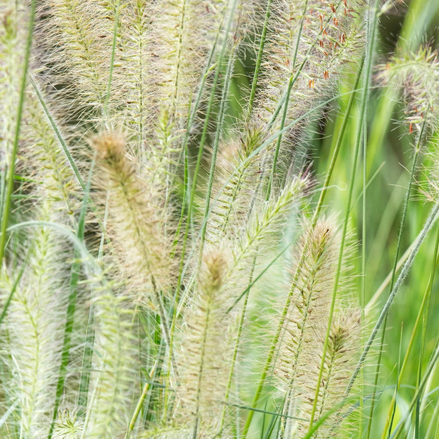 Bio Zwerg-Lampenputzergras 'Little Bunny' Gelblich-braun, Topf-Ø 11 Cm, 3er-Set 3 Bio Zwerg-Lampenputzergras 'Little Bunny' Gelblich-braun, Topf-Ø 11 Cm, 3er-Set