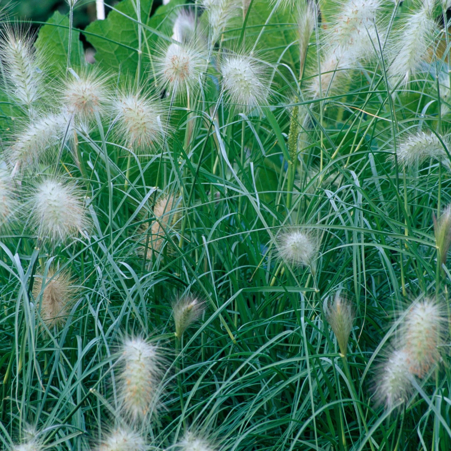 Bio Zwerg-Lampenputzergras 'Little Bunny' Gelblich-braun, Topf-Ø 11 Cm, 3er-Set 5 Bio Zwerg-Lampenputzergras 'Little Bunny' Gelblich-braun, Topf-Ø 11 Cm, 3er-Set – Bild 3