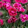 Stauden Nelke 'Purple Wedding®' Rosa Mit Rotem Auge, Topf-Ø 12 Cm, 6er-Set -Günstiges Saat Zeit Geschäft 0319200016 Dianthus Purple Wedding 6er Set 1 111623