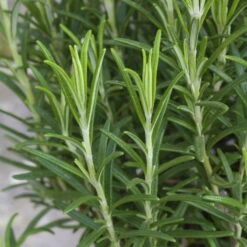 Rosmarin, Ballen-Ø Ca. 7 Cm, 3x 6er-Tray=18 Pflanzen -Günstiges Saat Zeit Geschäft 0319200055 Rosmarinus officinalis Koelle 6er Pack WS 2 103375