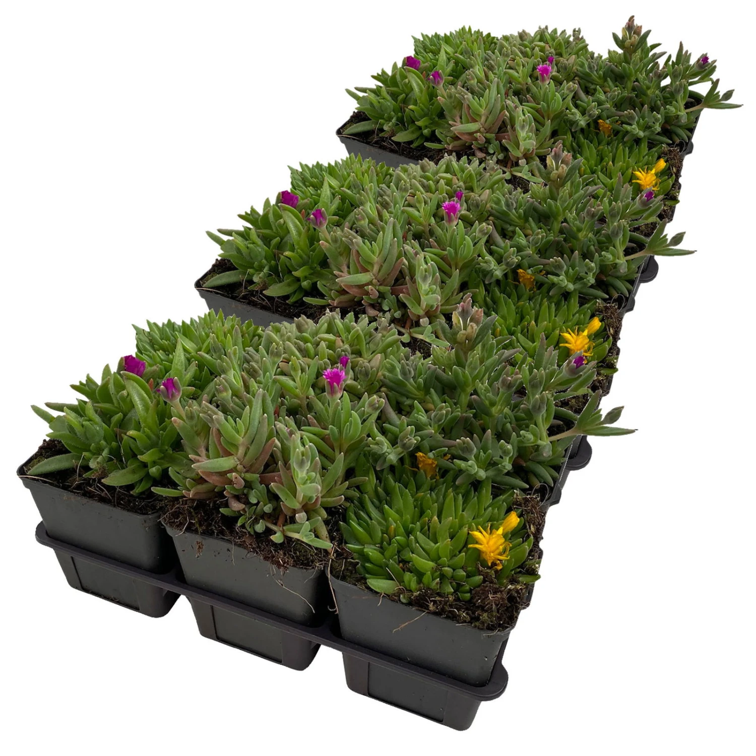 Mittagsblume In Verschiedenen Sorten Im Mix-Set, Topf 7x7 Cm, 3x 6er-Set 3 Mittagsblume In Verschiedenen Sorten Im Mix-Set, Topf 7x7 Cm, 3x 6er-Set