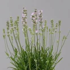 Lavendel Rosa, Topf-Ø 13 Cm, 6er-Set 12 Lavendel Rosa, Topf-Ø 13 Cm, 6er-Set -Günstiges Saat Zeit Geschäft 0319200157 0319200158 lavandula angustifolia rosa 1 124070