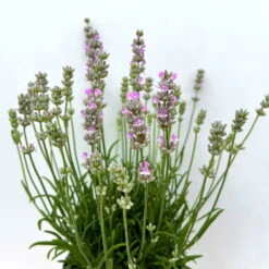 Lavendel Rosa, Topf-Ø 13 Cm, 6er-Set 13 Lavendel Rosa, Topf-Ø 13 Cm, 6er-Set -Günstiges Saat Zeit Geschäft 0319200157 0319200158 lavandula angustifolia rosa 8 123848