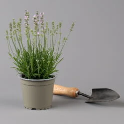 Lavendel Rosa, Topf-Ø 13 Cm, 6er-Set 11 Lavendel Rosa, Topf-Ø 13 Cm, 6er-Set -Günstiges Saat Zeit Geschäft 0319200157 0319200158 lavandula angustifolia rosa 124069