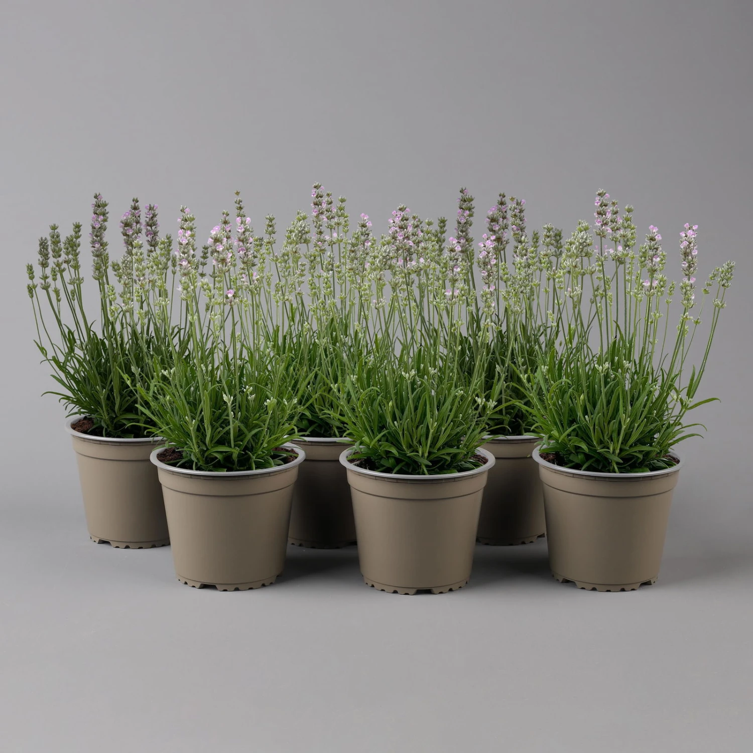 Lavendel Rosa, Topf-Ø 13 Cm, 6er-Set 3 Lavendel Rosa, Topf-Ø 13 Cm, 6er-Set