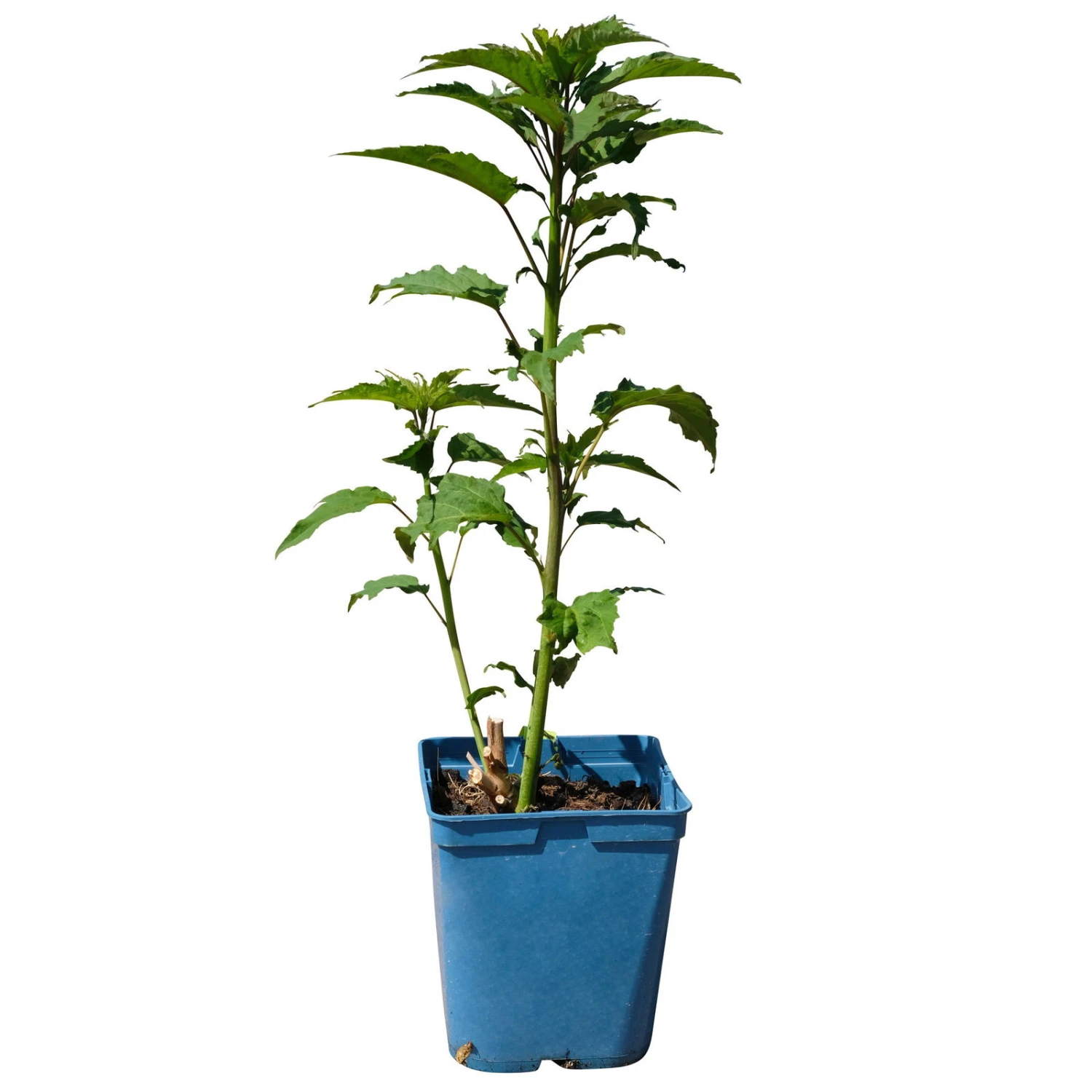 Staudenhibiskus 'My Valentine' Rot, Topf 5 Liter 7 Staudenhibiskus 'My Valentine' Rot, Topf 5 Liter – Bild 5