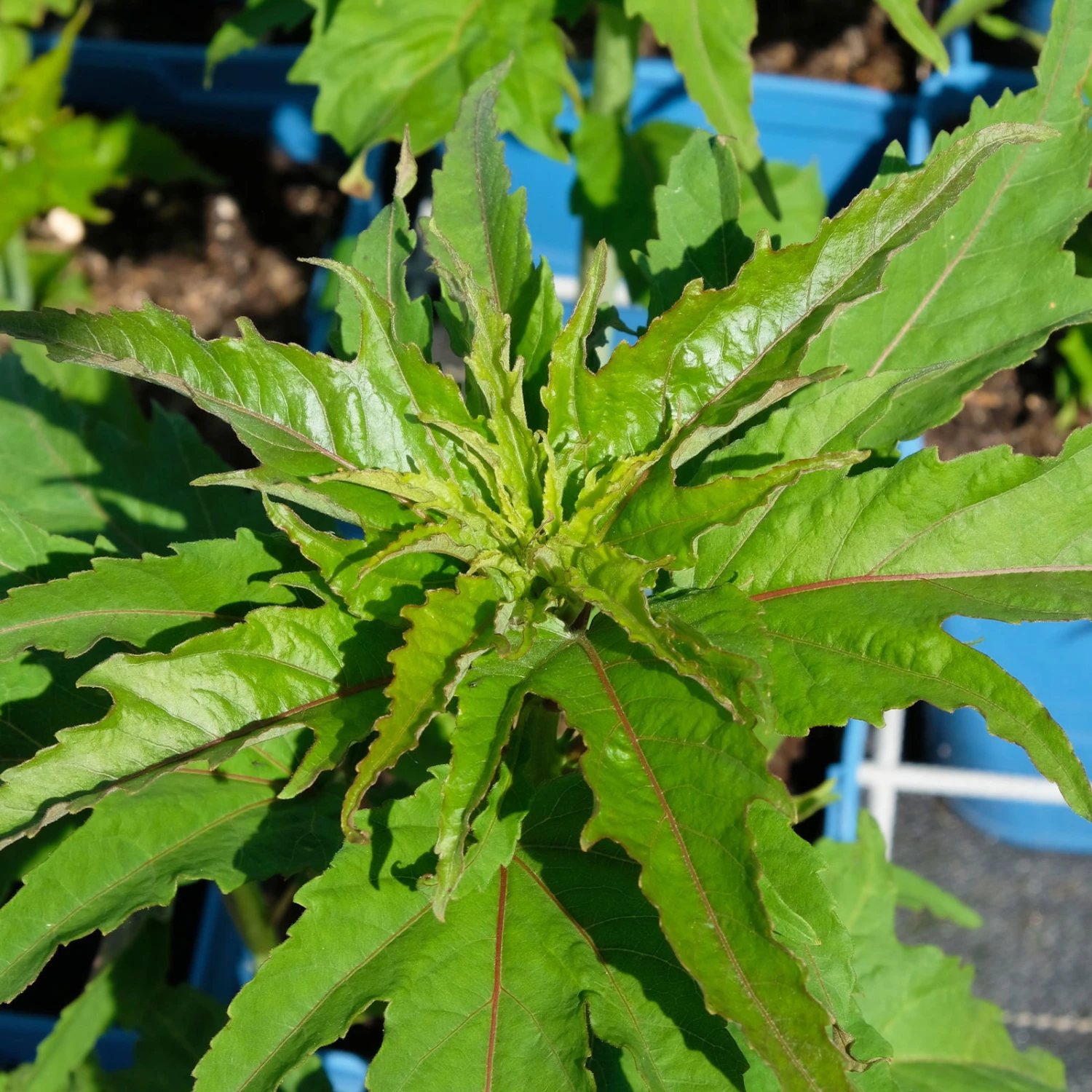 Staudenhibiskus 'My Valentine' Rot, Topf 5 Liter 6 Staudenhibiskus 'My Valentine' Rot, Topf 5 Liter – Bild 4