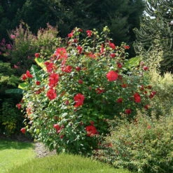Staudenhibiskus 'My Valentine' Rot, Topf 5 Liter 10 Staudenhibiskus 'My Valentine' Rot, Topf 5 Liter -Günstiges Saat Zeit Geschäft 0320106791 Hibiscus My Valentine rot 1 1 112323
