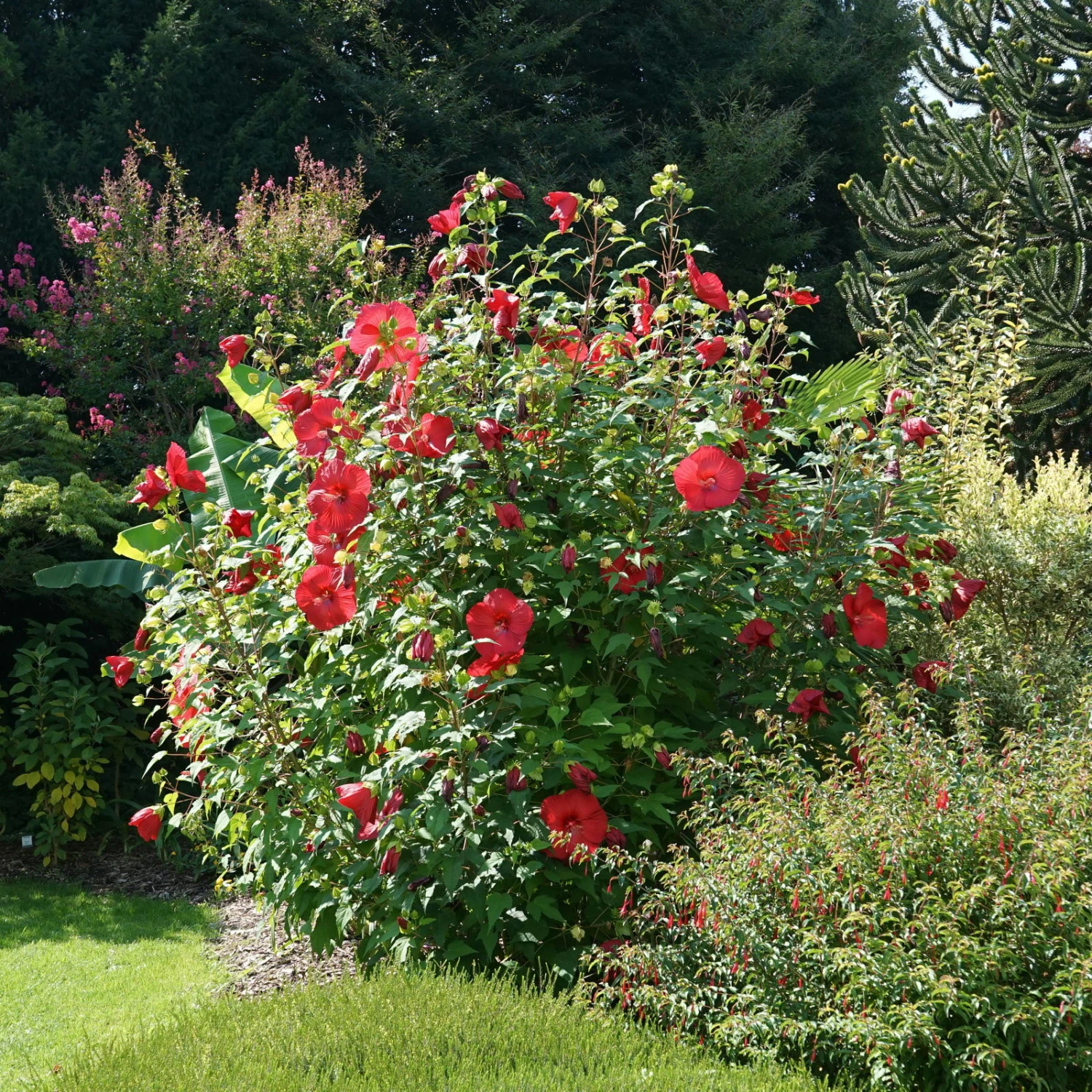 Staudenhibiskus 'My Valentine' Rot, Topf 5 Liter 4 Staudenhibiskus 'My Valentine' Rot, Topf 5 Liter – Bild 2