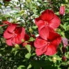 Staudenhibiskus 'My Valentine' Rot, Topf 5 Liter -Günstiges Saat Zeit Geschäft 0320106791 Hibiscus My Valentine rot 2 1 112324
