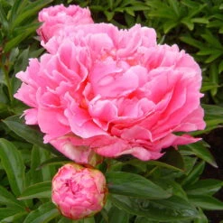 Pfingstrose 'Alexander Fleming' Rosa, Topf 3 Liter