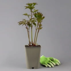 Günstiges Saat Zeit Geschäft -Günstiges Saat Zeit Geschäft 0320106808 paeonia alexander fleming 1 123869