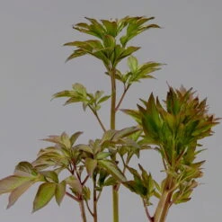 Pfingstrose 'Alexander Fleming' Rosa, Topf 3 Liter -Günstiges Saat Zeit Geschäft 0320106808 paeonia alexander fleming 123870