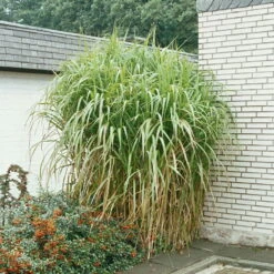 Bio Riesen-Chinaschilf, Topf 5 Liter 11 Bio Riesen-Chinaschilf, Topf 5 Liter -Günstiges Saat Zeit Geschäft 0320300145 Miscanthus sinensis Giganteus KB 5ltr Cont 34954