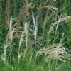Bio Chinaschilf 'Kleine Silberspinne', Topf 5 Liter -Günstiges Saat Zeit Geschäft 0320300147 Miscanthus sin Kleine Silberspinne KB 5ltr Cont 34565