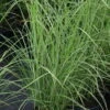 Bio Chinaschilf 'Gracilimus', Topf 5 Liter 2 Bio Chinaschilf 'Gracilimus', Topf 5 Liter -Günstiges Saat Zeit Geschäft 0320300159 Miscanthus sinensis Gracilimus1 42748