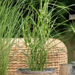 Bio Zebragras 'Zebrinus', Topf 5 Liter -Günstiges Saat Zeit Geschäft 0320300264 Miscanthus sin Zebrinus 1 81629
