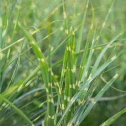 Bio Zebragras 'Zebrinus', Topf 5 Liter -Günstiges Saat Zeit Geschäft 0320300264 Miscanthus sin Zebrinus 3 81627
