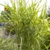 Bio Zebragras 'Zebrinus', Topf 5 Liter 2 Bio Zebragras 'Zebrinus', Topf 5 Liter -Günstiges Saat Zeit Geschäft 0320300264 Miscanthus sin Zebrinus 81626
