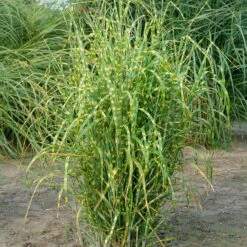 Bio Zebragras 'Zebrinus', Topf 5 Liter -Günstiges Saat Zeit Geschäft 0320300264 Miscanthus sin Zebrinus KB 5ltr Cont 34957