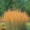 Bio Reitgras 'Karl Foerster', Topf 5 Liter -Günstiges Saat Zeit Geschäft 0320300432 Calamagrostis acutiflora Karl Foerster KB 5ltr 75702