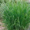 Bio Chinaschilf 'Ferner Osten', Topf 5 Liter 2 Bio Chinaschilf 'Ferner Osten', Topf 5 Liter -Günstiges Saat Zeit Geschäft 0320300505 Miscanthus sin Ferner Osten KB 5ltr Cont 34959