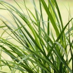 Bio Pampasgras 'Pumila', Topf 5 Liter -Günstiges Saat Zeit Geschäft 0320300620 Cortaderia selloana Pumila 1 81617