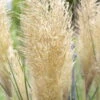 Bio Pampasgras 'Pumila', Topf 5 Liter -Günstiges Saat Zeit Geschäft 0320300620 Cortaderia selloana Pumila 81616
