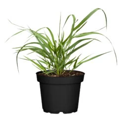 Bio Rutenhirse 'Squaw', Rosa, Topf 5 Liter 9 Bio Rutenhirse 'Squaw', Rosa, Topf 5 Liter -Günstiges Saat Zeit Geschäft 0320300723 Panicum virgatum Squaw1 78154