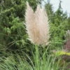 Bio Pampasgras 'Evita'®, Topf 5 Liter 1 Bio Pampasgras 'Evita'®, Topf 5 Liter -Günstiges Saat Zeit Geschäft 0320300781 Cortaderia selloana Evita KB 5Ltr Cont 75704