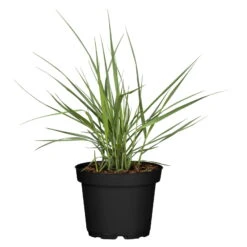 Bio Rutenhirse 'Prairie Sky', Topf 5 Liter -Günstiges Saat Zeit Geschäft 0320300824 Panicum virgatum Prairie Sky KB 5Ltr Cont 78149