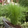 Bio Riesen-Rutenhirse 'Northwind', Topf 5 Liter, Wuchshöhe Ca. 170-180cm -Günstiges Saat Zeit Geschäft 0320300829 Panicum virgatum Northwind KB 5Ltr1 78143
