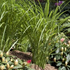Bio Riesen-Rutenhirse 'Northwind', Topf 5 Liter, Wuchshöhe Ca. 170-180cm -Günstiges Saat Zeit Geschäft 0320300829 Panicum virgatum Northwind KB 5Ltr2 78145