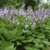 Blaublatt-Funkie 'Elegans' Hellviolett, Topf-Ø 11 Cm, 3er-Set -Günstiges Saat Zeit Geschäft 0320600083 Hosta sieboldiana Elegans Koelle 11cm Topf1 67680