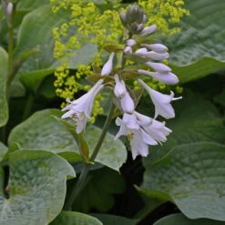 Blaublatt-Funkie 'Elegans' Hellviolett, Topf-Ø 11 Cm, 3er-Set -Günstiges Saat Zeit Geschäft 0320600083 Hosta sieboldiana Elegans Koelle 11cm Topf 67681
