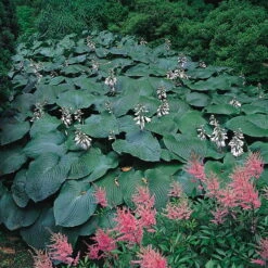 Blaublatt-Funkie 'Elegans' Hellviolett, Topf-Ø 11 Cm, 3er-Set -Günstiges Saat Zeit Geschäft 0320600083 Hosta sieboldiana Elegans Koelles Beste 11cm Topf 4911
