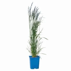 Bio Reitgras 'Karl Foerster', Topf 5 Liter -Günstiges Saat Zeit Geschäft 0321600001 Calamagrostis acut Karl Foerster 2 114069
