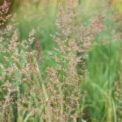 Bio Reitgras 'Overdam', Weiß-grün Gestreift, Topf 5 Liter -Günstiges Saat Zeit Geschäft 0321600002 Calamagrostis acut Overdam 2 125726