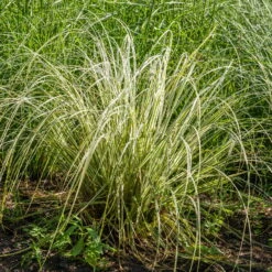 Bio Reitgras 'Overdam', Weiß-grün Gestreift, Topf 5 Liter -Günstiges Saat Zeit Geschäft 0321600002 Calamagrostis acut Overdam 3 125725