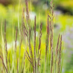 Bio Reitgras 'Overdam', Weiß-grün Gestreift, Topf 5 Liter -Günstiges Saat Zeit Geschäft 0321600002 Calamagrostis acut Overdam 4 125724