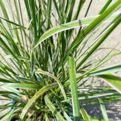 Bio Reitgras 'Karl Foerster', Topf 5 Liter -Günstiges Saat Zeit Geschäft 0321600002 Calamagrostis acut Overdam 6 113977