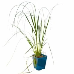 Bio Pampasgras 'Pumila', Topf 5 Liter -Günstiges Saat Zeit Geschäft 0321600005 Cortaderia selloana Pumila 5L 3 112425