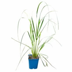 Bio Pampasgras 'Pumila', Topf 5 Liter -Günstiges Saat Zeit Geschäft 0321600005 Cortaderia selloana Pumila 5L 5 112426