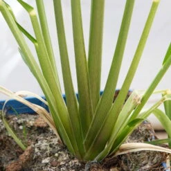 Bio Pampasgras 'Pumila', Topf 5 Liter -Günstiges Saat Zeit Geschäft 0321600005 Cortaderia selloana Pumila 5L 8 112493